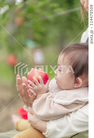 りんご狩り ファミリー りんご狩り ファミリー 114478509