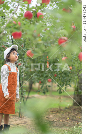 りんご狩り　ファミリー 114478543