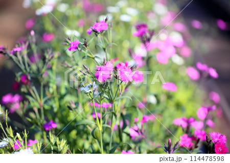 ダイアンサスの花 114478598