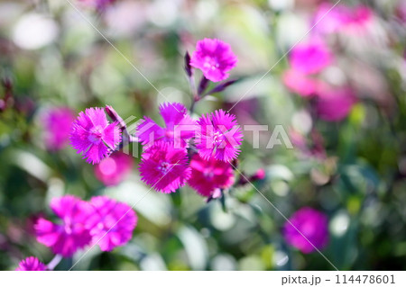 ダイアンサスの花 114478601