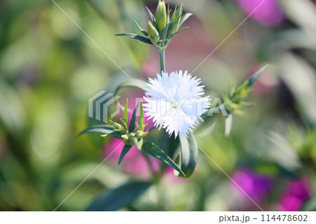 ダイアンサスの花 114478602