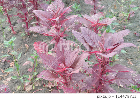 Red amaranth spinach plant on farm 114478713