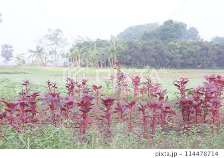 Red amaranth spinach plant on farm 114478714