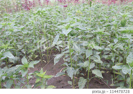 Peppers plant on farm for sell are cash crops 114478728