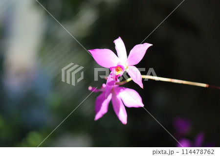 ランの花　レリア　アンセㇷ゚ス 114478762