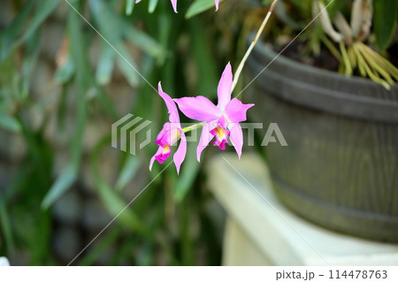 ランの花　レリア　アンセㇷ゚ス 114478763