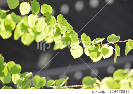 Young leaves in the sunshine / 逆光で撮る桂の木漏れ日・新緑若葉の季節 Young leaves in the sunshine / 逆光で撮る桂の木漏れ日・新緑若葉の季節 114478852