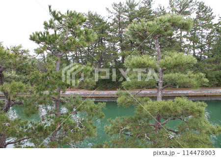 日本三景の京都天橋立の春風景 114478903