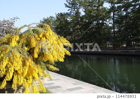 日本三景の京都天橋立の春風景 日本三景の京都天橋立の春風景 114478931