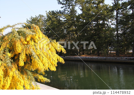 日本三景の京都天橋立の春風景 日本三景の京都天橋立の春風景 114478932