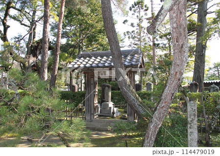 日本三景の京都天橋立の春風景 114479019