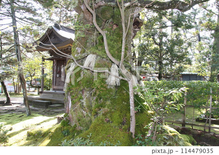 日本三景の京都天橋立の春風景 日本三景の京都天橋立の春風景 114479035