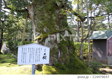日本三景の京都天橋立の春風景 114479037