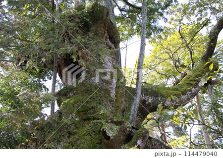 日本三景の京都天橋立の春風景 114479040