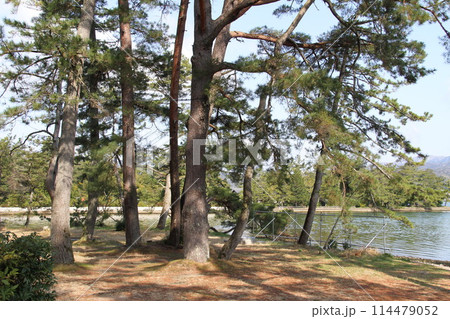 日本三景の京都天橋立の春風景 114479052