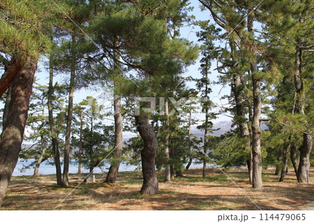 日本三景の京都天橋立の春風景 114479065