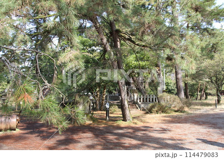 日本三景の京都天橋立の春風景 114479083