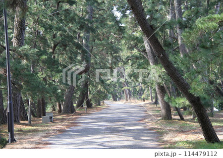 日本三景の京都天橋立の春風景 日本三景の京都天橋立の春風景 114479112
