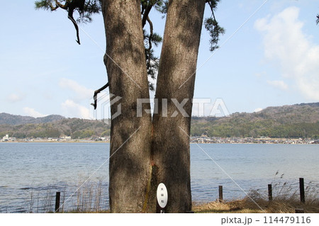 日本三景の京都天橋立の春風景 日本三景の京都天橋立の春風景 114479116