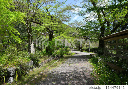 龍穏寺　境内　春　新緑のの風景　 越生町　　　 114479141
