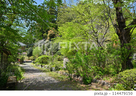 龍穏寺　境内　春　新緑のの風景　 越生町　　　 114479150