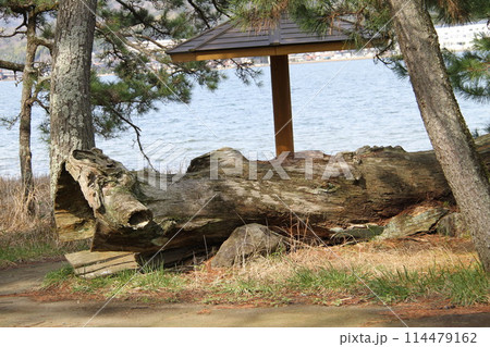 日本三景の京都天橋立の春風景 日本三景の京都天橋立の春風景 114479162