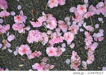 散ってしまった八重桜 散ってしまった八重桜 114479317