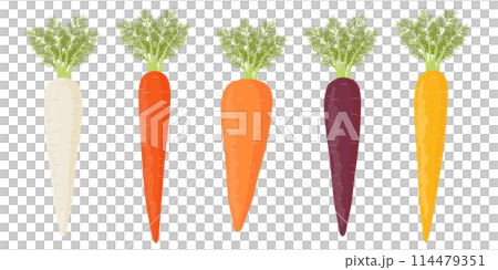 Colorful carrots vector illustration 114479351