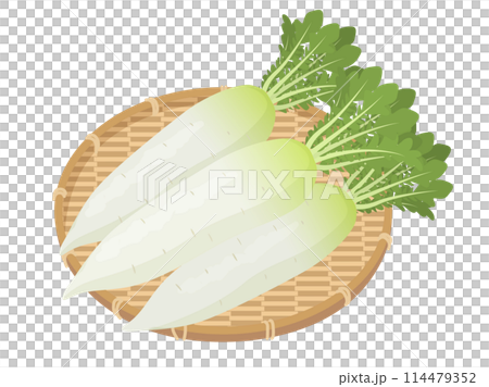 かごに盛られた大根のベクターイラスト かごに盛られた大根のベクターイラスト 114479352