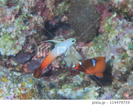 ハタタテハゼとツユベラ幼魚 114479759
