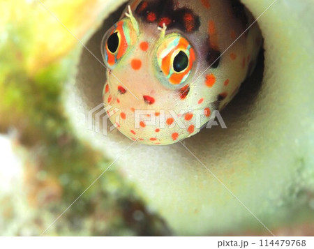モンツキカエルウオ モンツキカエルウオ 114479768