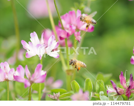 レンゲの花に蜜を吸いに訪れるミツバチ 114479781