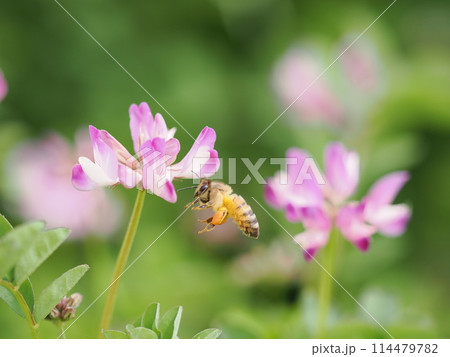 レンゲの花に蜜を吸いに訪れるミツバチ レンゲの花に蜜を吸いに訪れるミツバチ 114479782