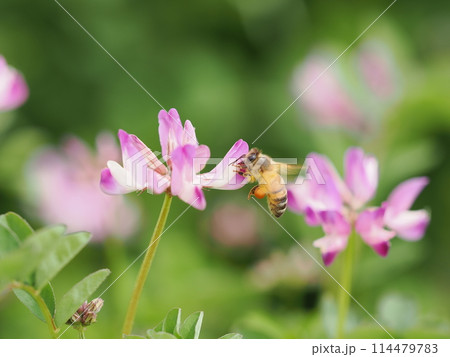 レンゲの花に蜜を吸いに訪れるミツバチ レンゲの花に蜜を吸いに訪れるミツバチ 114479783