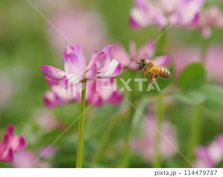 レンゲの花に蜜を吸いに訪れるミツバチ 114479787