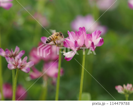 レンゲの花に蜜を吸いに訪れるミツバチ 114479788