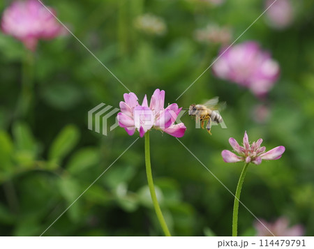レンゲの花に蜜を吸いに訪れるミツバチ レンゲの花に蜜を吸いに訪れるミツバチ 114479791