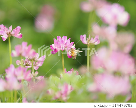 レンゲの花に蜜を吸いに訪れるミツバチ 114479792