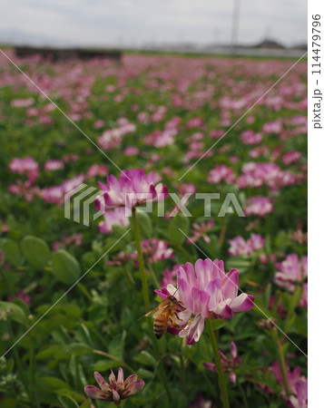 レンゲの花に蜜を吸いに訪れるミツバチ 114479796