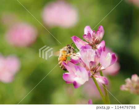 レンゲの花に蜜を吸いに訪れるミツバチ レンゲの花に蜜を吸いに訪れるミツバチ 114479798