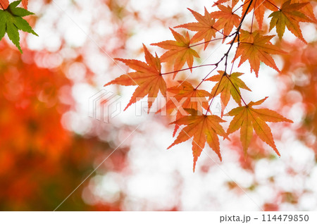 和風イメージ・秋《もみじの紅葉》 114479850