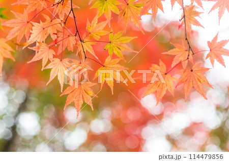 和風イメージ・秋《もみじの紅葉》 114479856