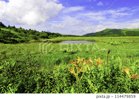夏の八島ヶ原湿原2 114479859