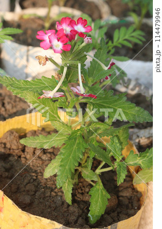 pink Verbena x hybrida flower plant pink Verbena x hybrida flower plant 114479946