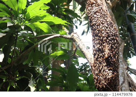 Honey bee on tree in jungle 114479976