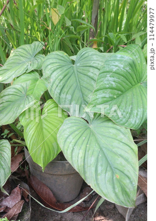 Homalomena plant on nursery for sell Homalomena plant on nursery for sell 114479977