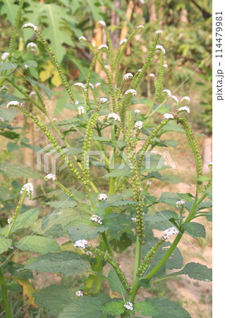 Heliotropium indicum plant on jungle Heliotropium indicum plant on jungle 114479981