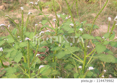 Heliotropium indicum plant on jungle Heliotropium indicum plant on jungle 114479982