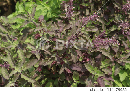 Holy Basil plant on farm 114479983