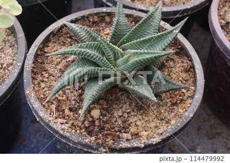 Haworthiopsis limifolia plant on pot Haworthiopsis limifolia plant on pot 114479992
